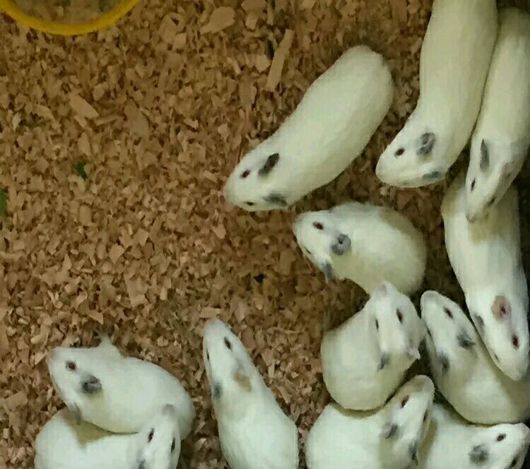 獭兔  种豚  宠物鼠 种兔 1斤以下