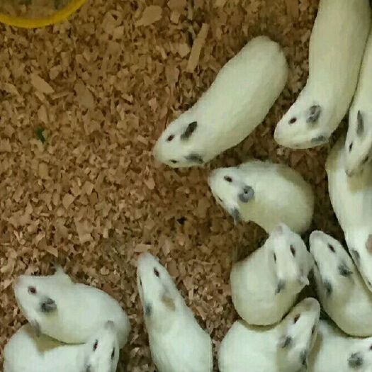 上海獭兔  种豚  宠物鼠 种兔 1斤以下