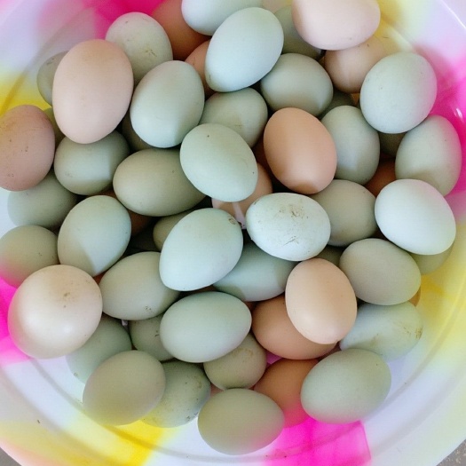 南江县绿壳鸡蛋 食用 箱装 