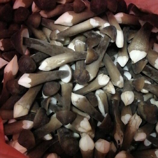 沁县鸡枞菌 鲜货 人工种植 黑皮鸡枞 5cm~7cm 