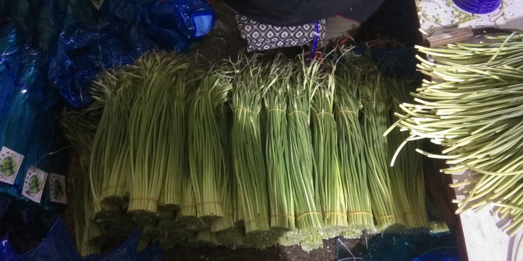金乡红帽蒜苔 40~50cm 