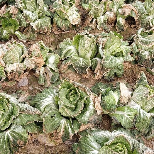 泌阳县黄心娃娃菜 7~10两 