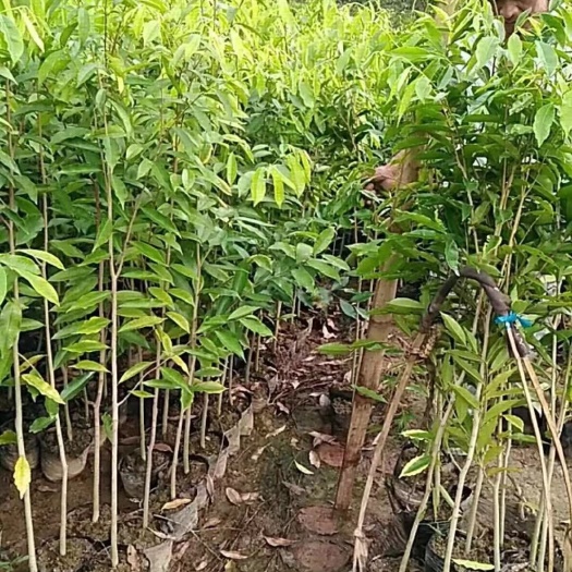 灵山县沉香苗 实生苗