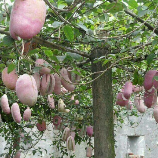 古丈县八月瓜苗 