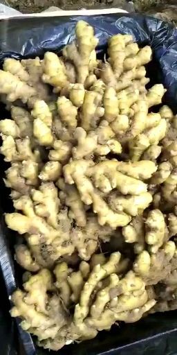沂水县面姜 2~4两 带土 