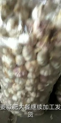 金乡县 金乡大蒜