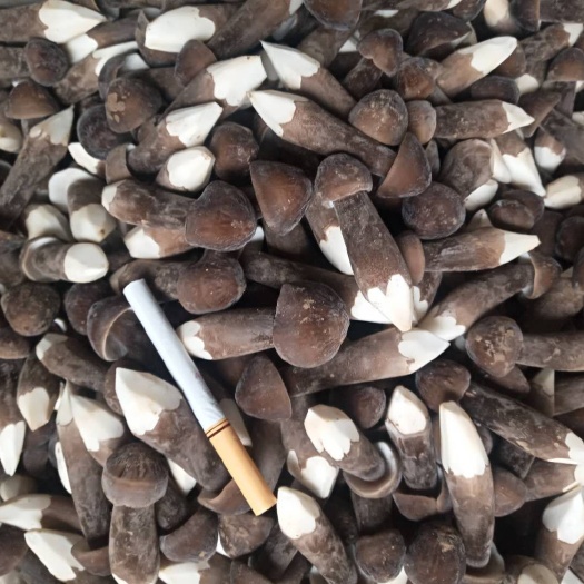 徐州鸡枞菌 鲜货 人工种植 黑皮鸡枞 5cm~7cm 
