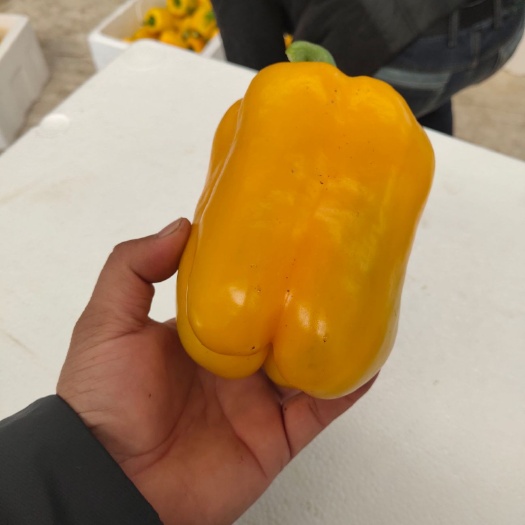 寿光市五彩椒 10~15cm 甜辣 红色 