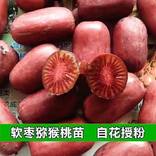 平邑县 优质软枣猕猴桃苗 保证品种纯度和质量 死苗补发