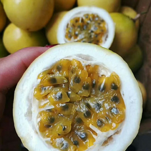 鄱阳县芭乐味百香果苗 黄金百香果苗