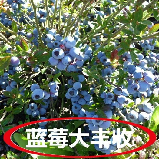 平邑县蓝宝石蓝莓苗 