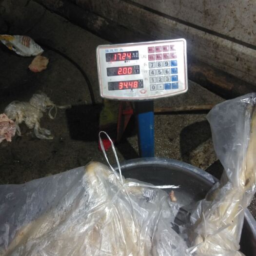 重庆市羊肉类 生肉 