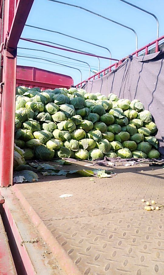 平包菜，绿甘蓝产地直供，大小均匀，口感好，颜色好，欢迎选购