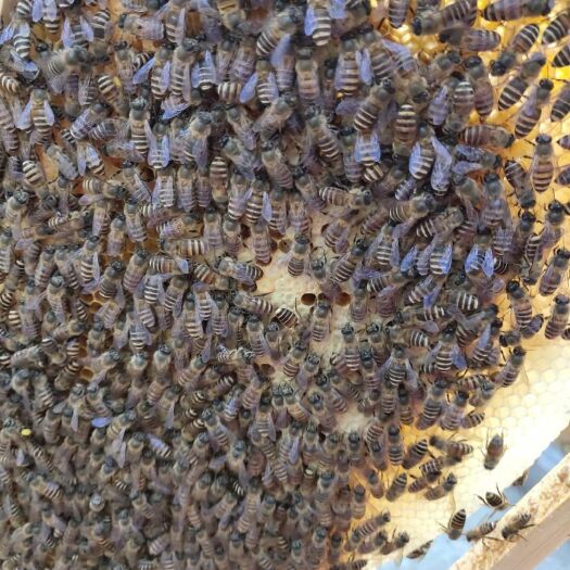 罗平县土蜂蜜 塑料瓶装 2年 98% 