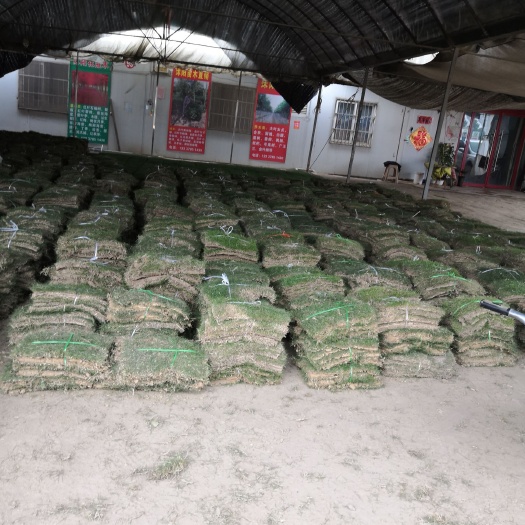 沭阳县马尼拉草皮  现货供应，量大优惠