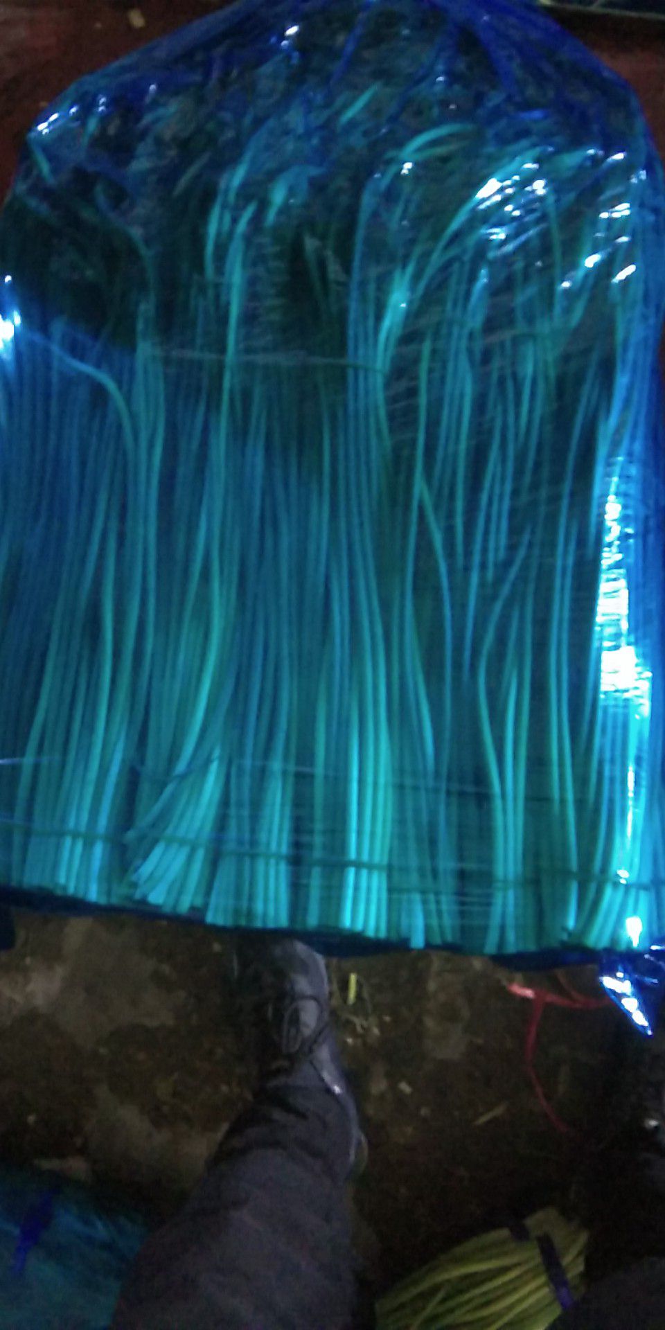 金乡红帽蒜苔 40~50cm 