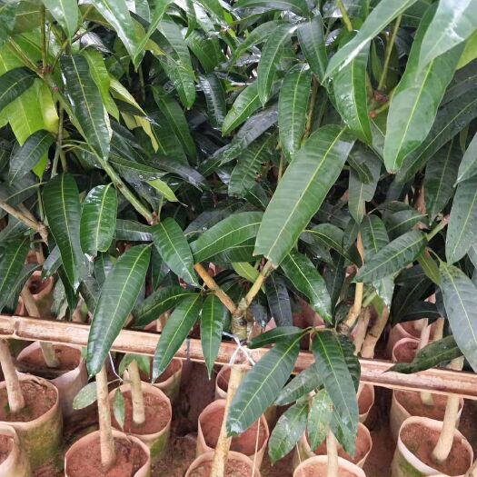 灵山县金煌芒果苗  桂七  台农