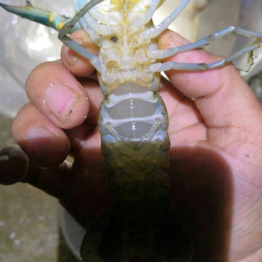 阳春市澳洲淡水小龙虾 7-9钱 塘虾 