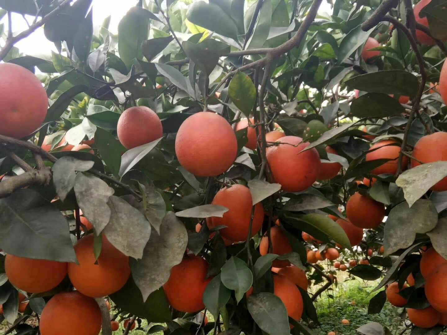 塔罗科血橙 85-90mm 4两以下 