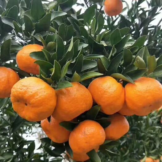 枝江市椪柑 芦柑产地直销大量供应