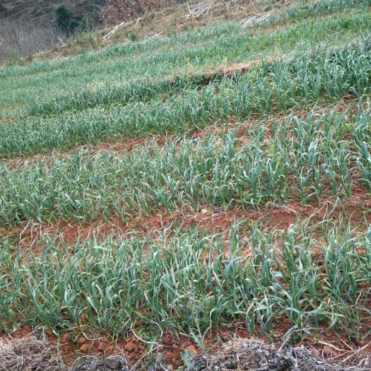 会理市红头蒜苗 45 - 50cm 
