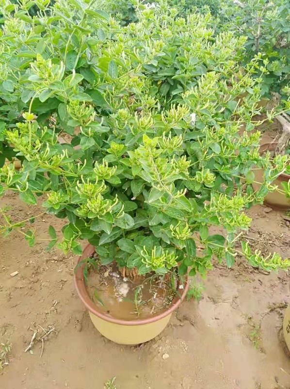 北花一号 30~40公分
