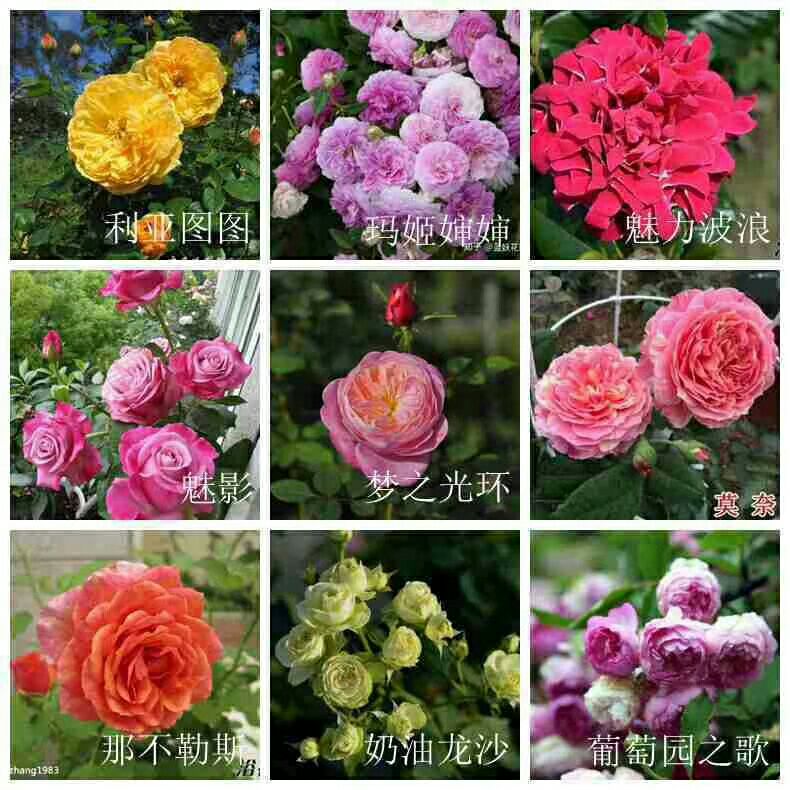  苗，玫瑰苗，各种月季花苗