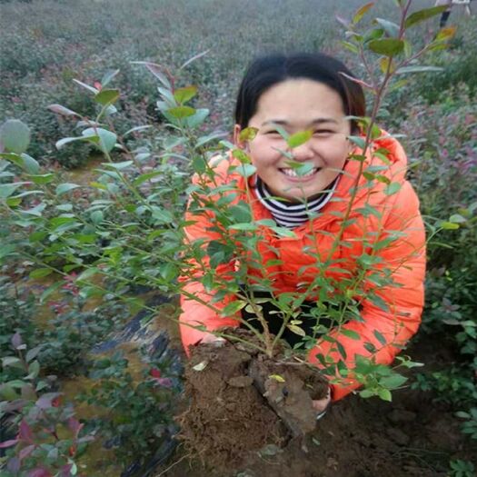 平邑县蓝丰蓝莓苗