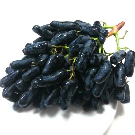 平邑县蓝宝石葡萄苗 