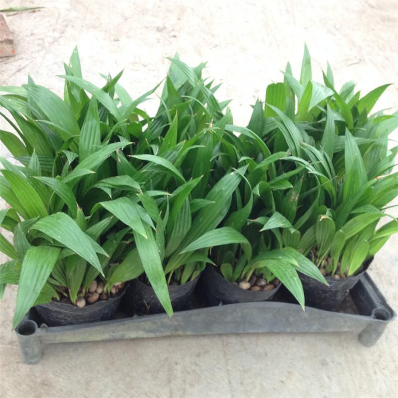 苗圃基地自产自销优质蒲葵种苗 棕榈科植物 四季常青可做盆栽