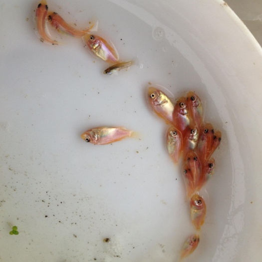 广州 彩虹鲷红罗非鱼苗 优质鱼苗星洲红