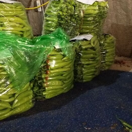 海城市黄皮辣椒 20cm以上 特辣 黄色 