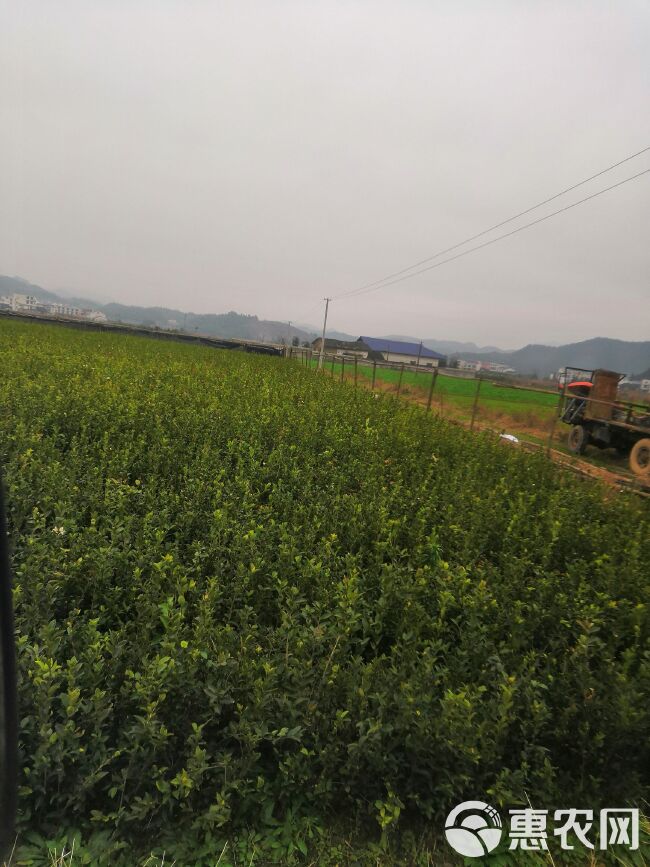 油茶树苗  长林系列湘林系列30公分以上长期供应大单，