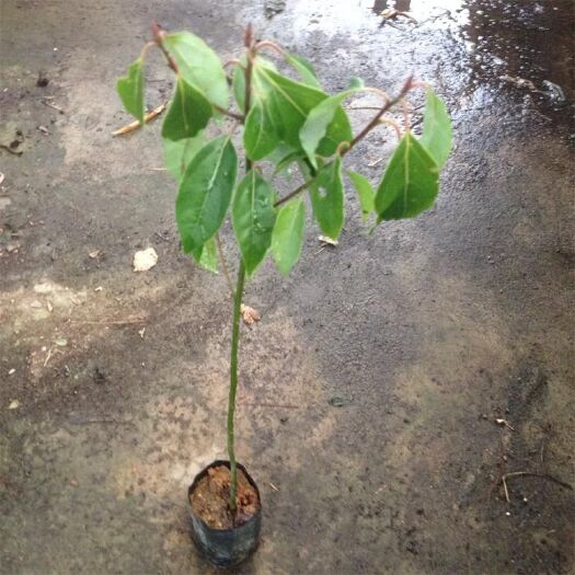 广州香樟袋苗 庭院盆栽地栽观叶植物 园林绿化苗木