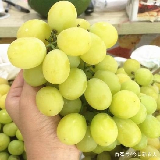 平邑县阳光玫瑰葡萄苗 