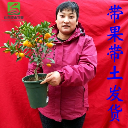 费县四季金桔苗  盆栽金桔