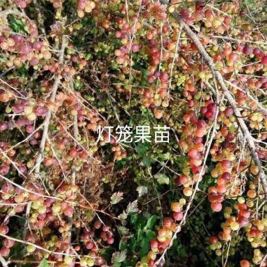 白山灯笼果苗 0.5~1米