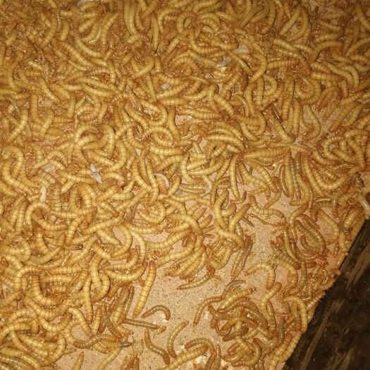 临沂黄粉虫 