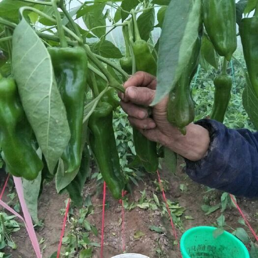 夏邑县鲜泡椒 20cm以上 微辣 靑色  鲜泡椒 20cm以上 微辣 靑色
