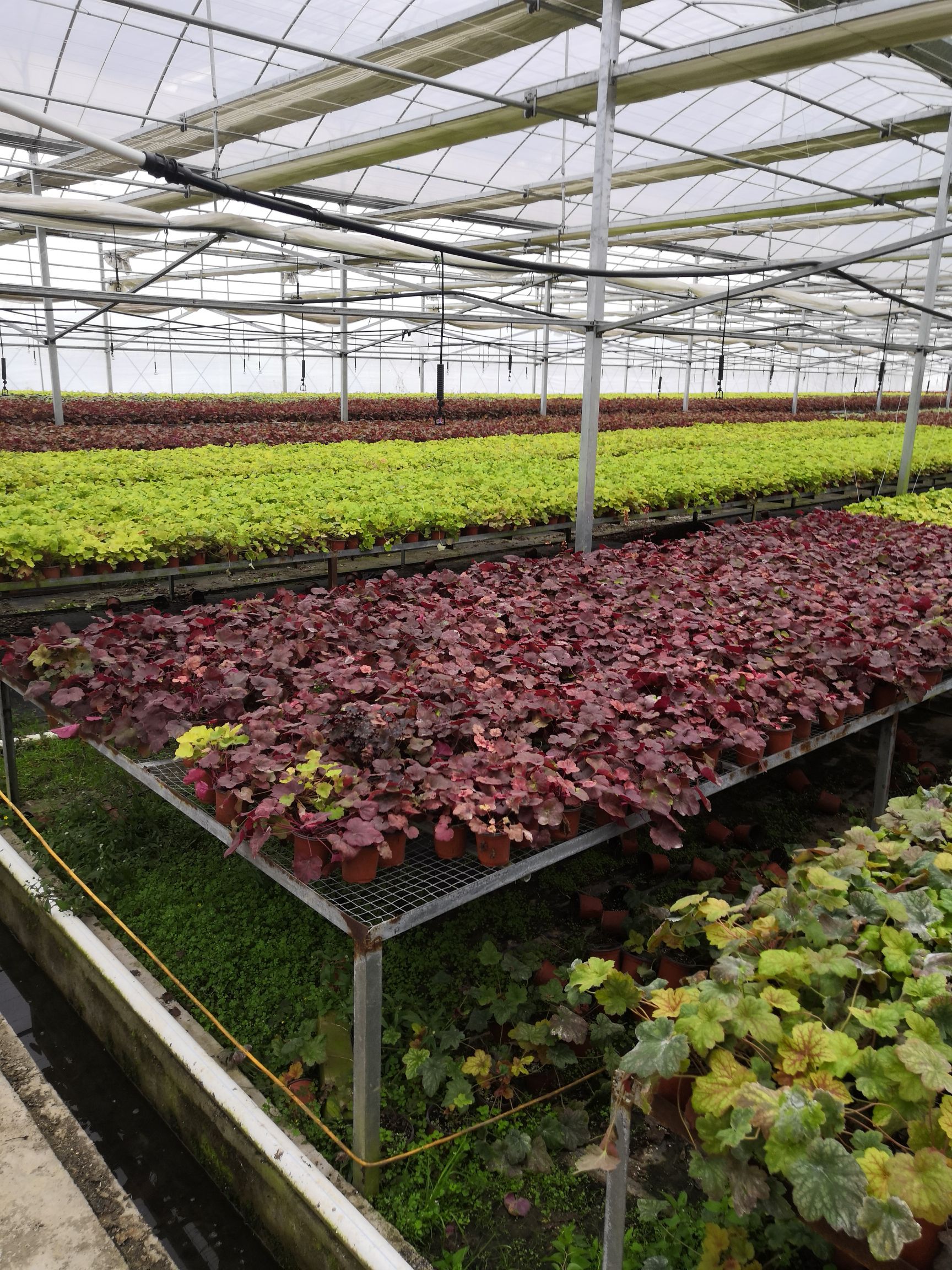 矾根种苗批发采购_矾根种苗供应_矾根种苗价