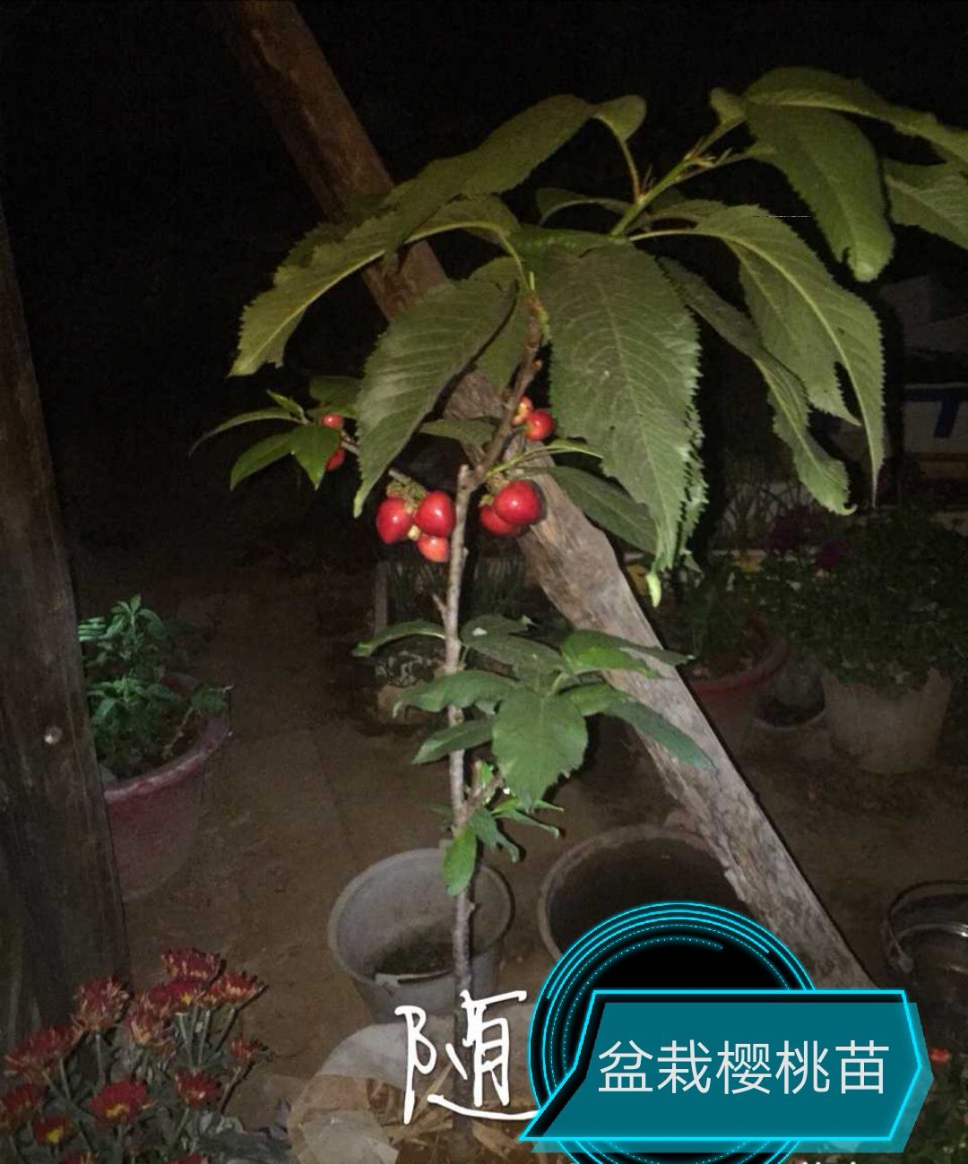 俄罗斯8号樱桃苗  俄八含香大樱桃苗批发