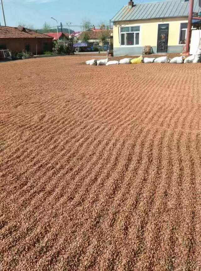 松子 6-12个月 散装 