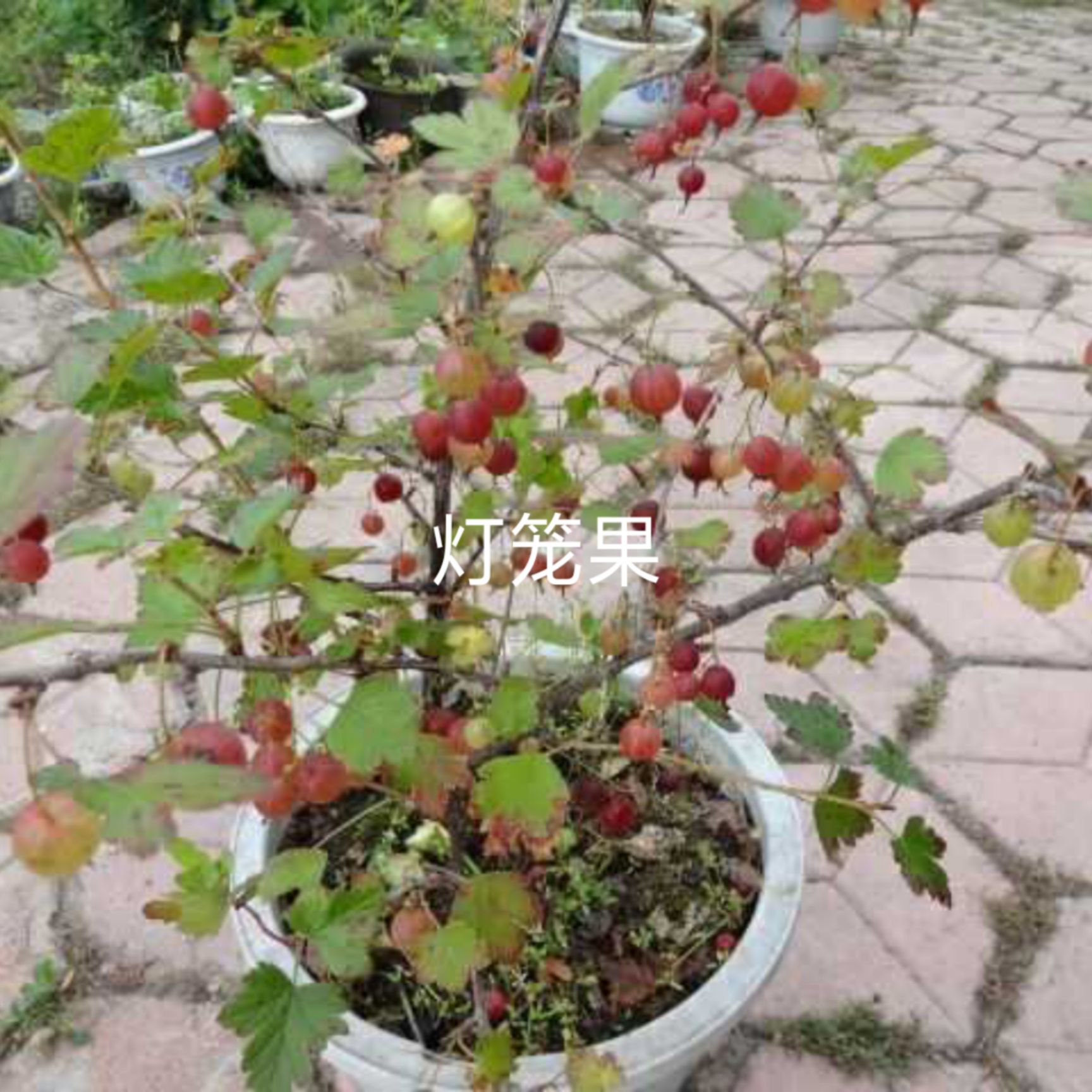 灯笼果苗 定干发苗30-50公