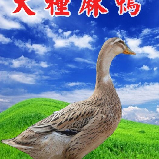 南宁麻鸭苗 