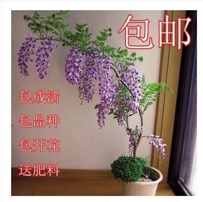 平邑县 多花紫藤 现挖现卖 包成活 包开花