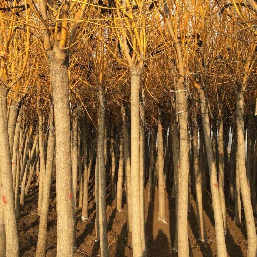 平邑县 优质金枝槐 品质好根系发达  成活率高 免费提供种植技术，