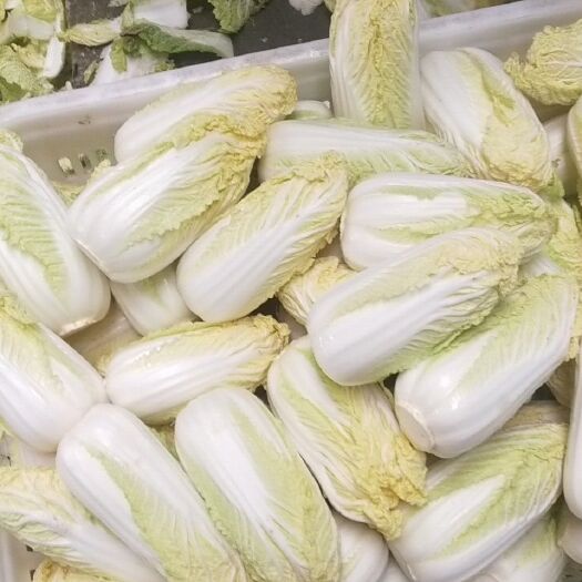 宜城市黄心娃娃菜 2~3两以上 