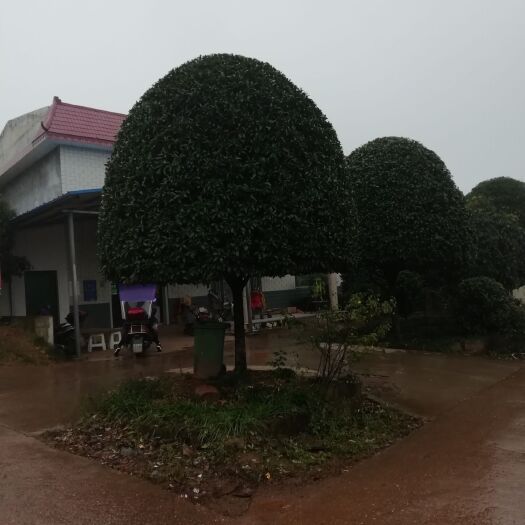 浏阳市桂花树 