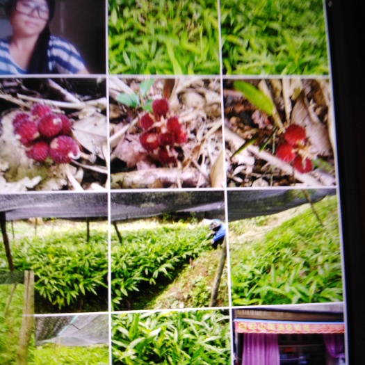 百色砂仁苗