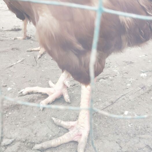 三台县九斤黄鸡 7-8斤 公 